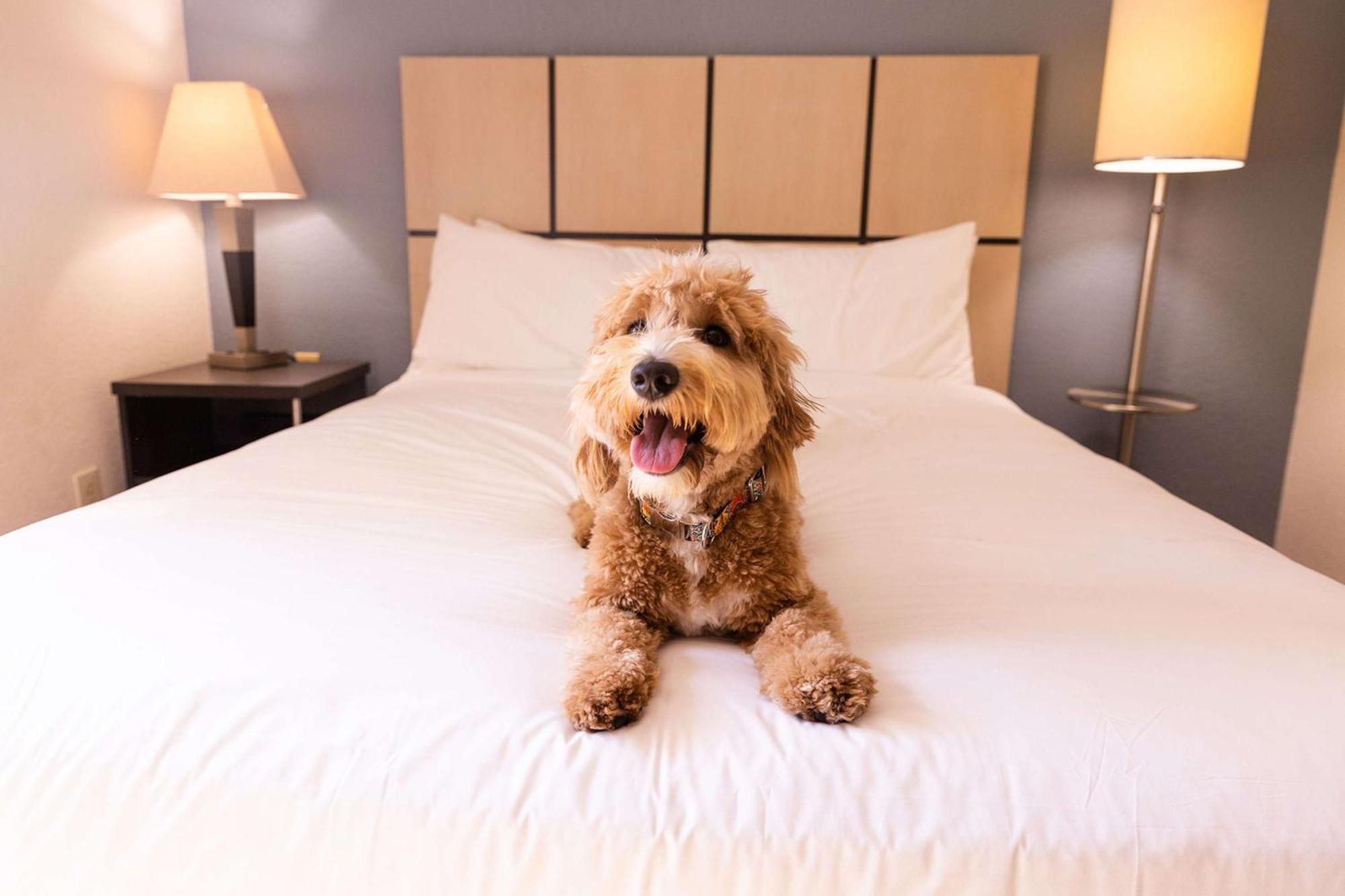 Sonesta Simply Suites Phoenix Glendale Esterno foto